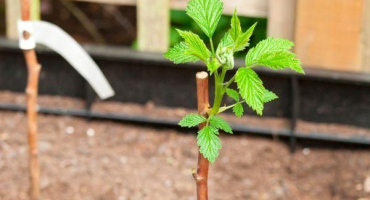 Jak v létě přesadit maliny na nové místo a kdy je to lepší